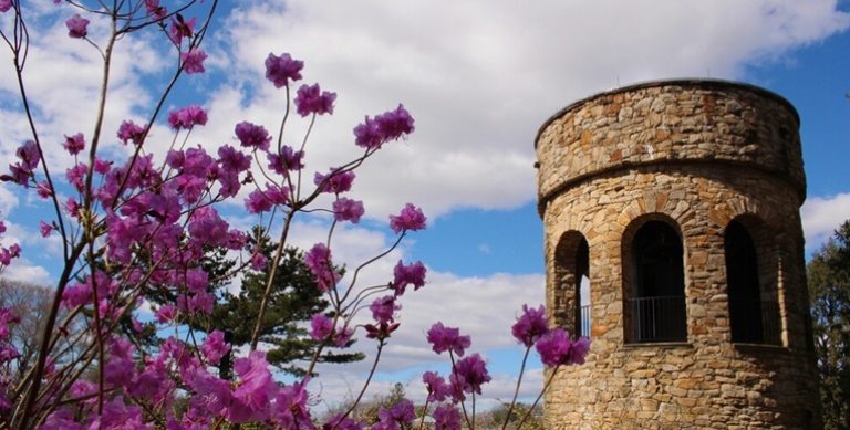 The top of a stone tower, with blooming purple rhododendrons next to it, set against a bright blue sky.