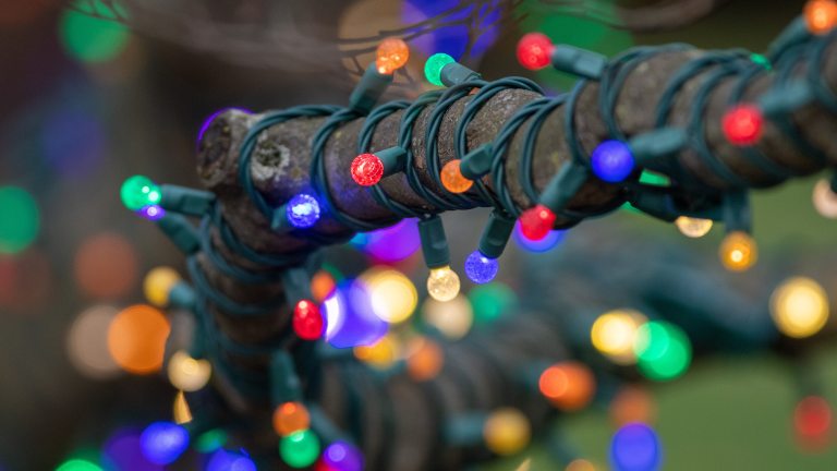 Closeup of colorful holiday lights wrapped around the bare branch of a tree.
