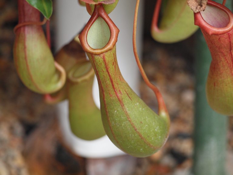 A collection of tropical pitcher plants