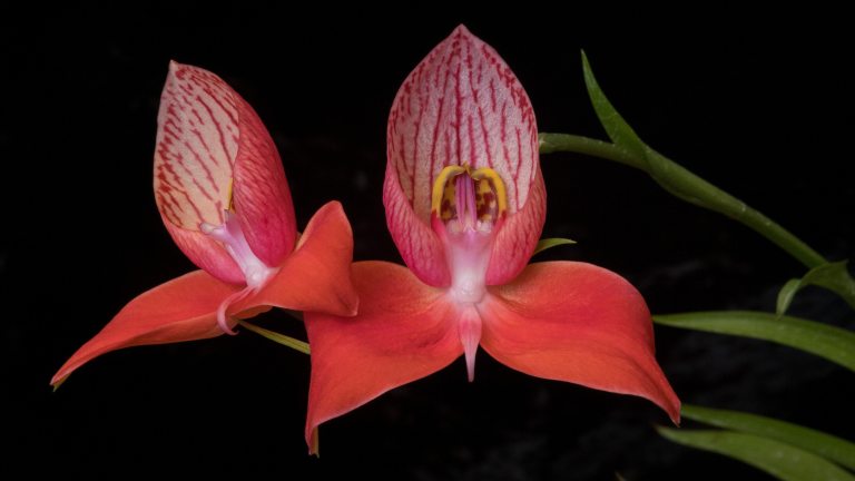 Two coral-colored orchids at the end of graceful green stems against a black background.