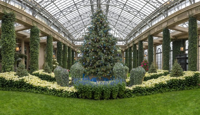 A large Christmas tree set inside a  decorated conservatory and flanked by white poinsettias.