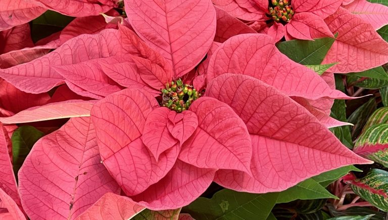 A close up of a cluser of red pointsettia. 