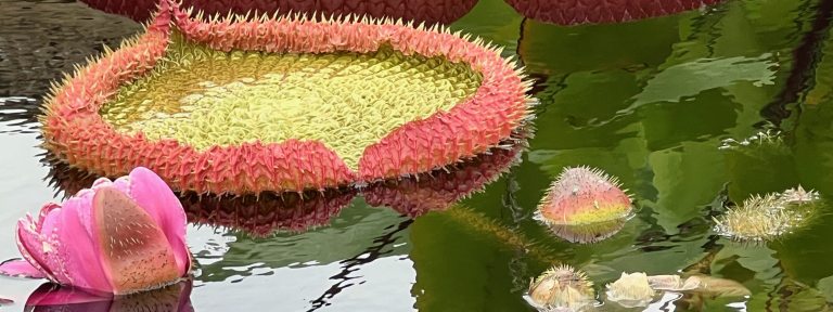 Closeup of water-platter with bud and pink blossom.