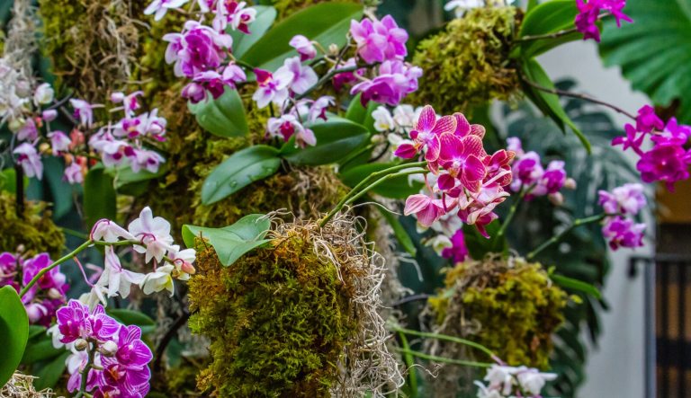 A bunch of purple anc white orchids hanging in moss structures. 