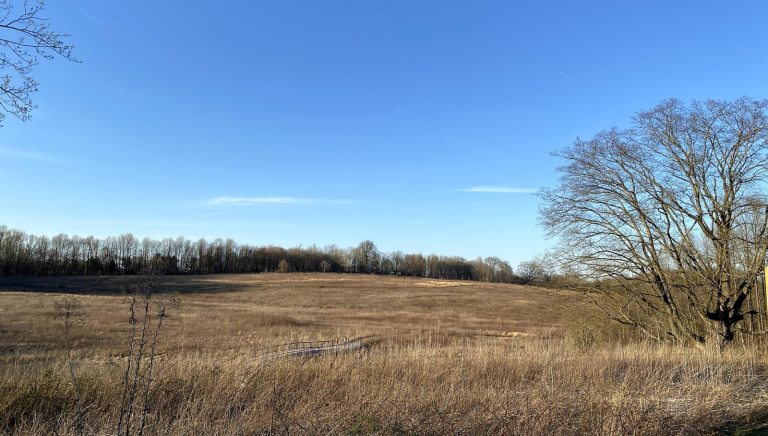 A wide angle vista of a meadow garden in early spring. 
