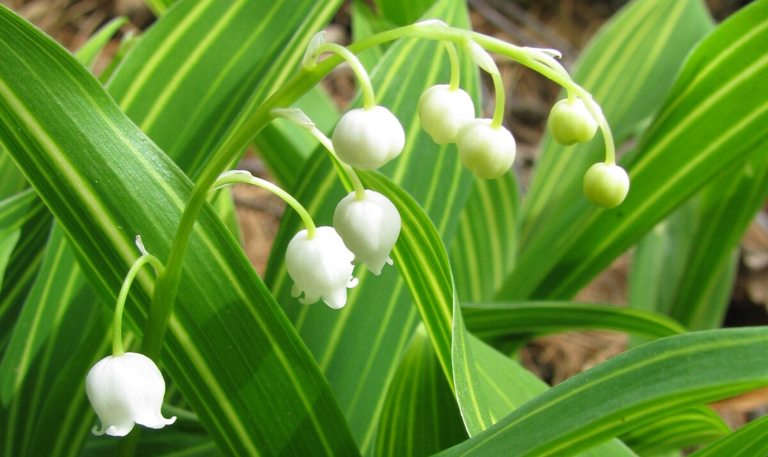 A close up of a lily of the valley plant, with long bright green leaves, and white bell shaped flowers.