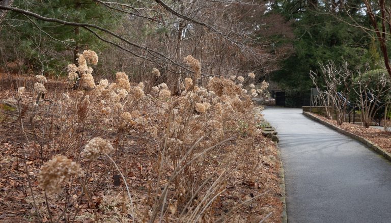 A winter scene in a garden, featuring a paved path, and tall dried grasses. 