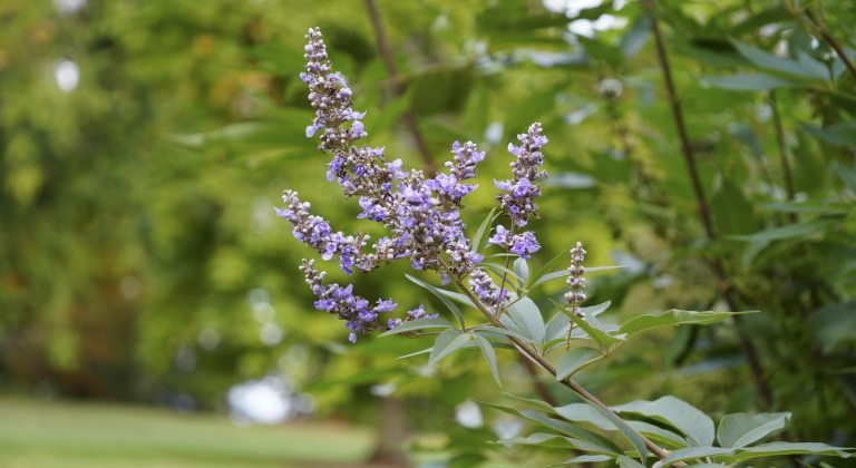 A close up of a flowering branch of a chaste tree.