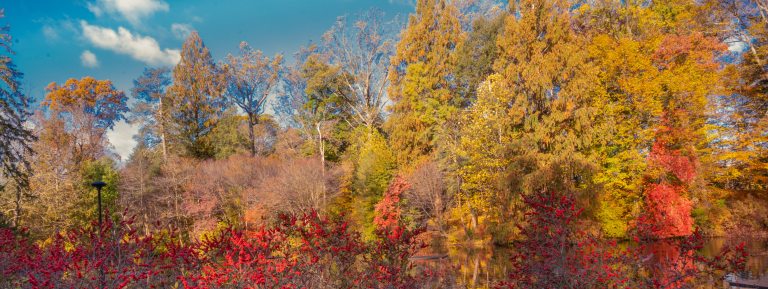 Trees with brilliant fall foliage reflect in a lake, with red berries on shrubs in foreground.