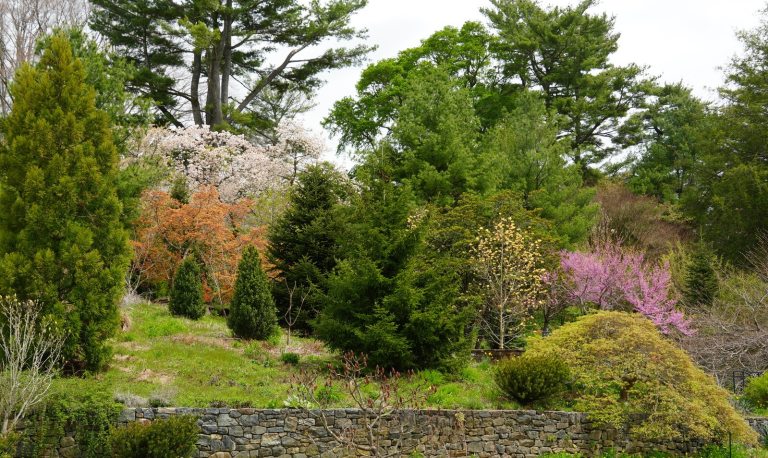A wide angle shot of confiers and evergreens growing in the Hillside Garden at Longwood.