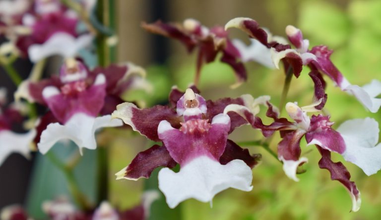 A macro shot of an orchid, featuring deep purple and white petals against a blurred green background.