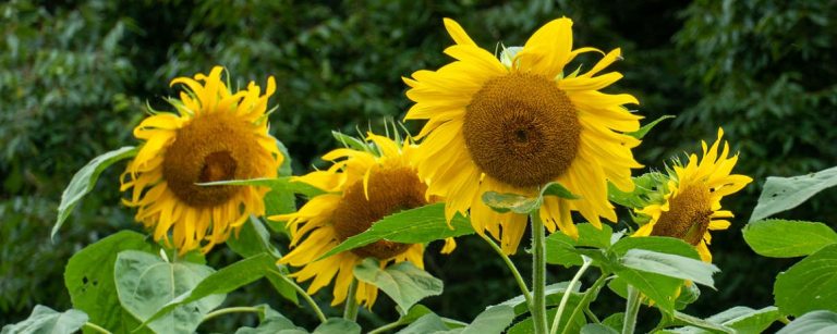 close up image of flour large sunflowers