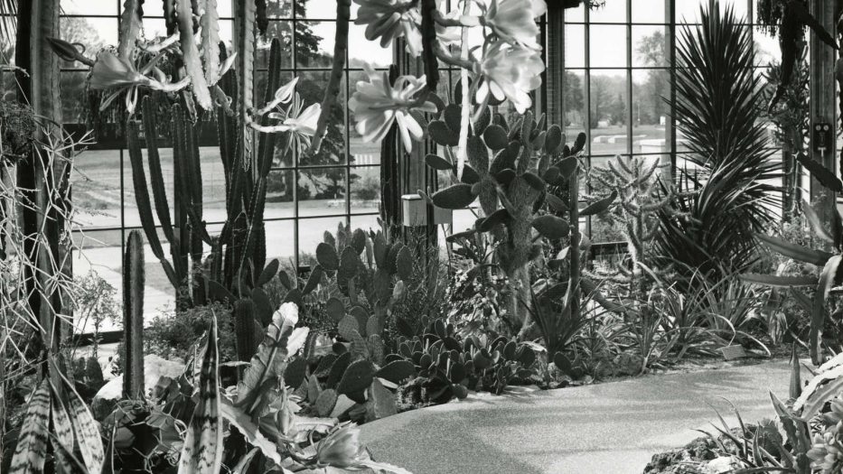 b&w image of greenhouse with desert plants