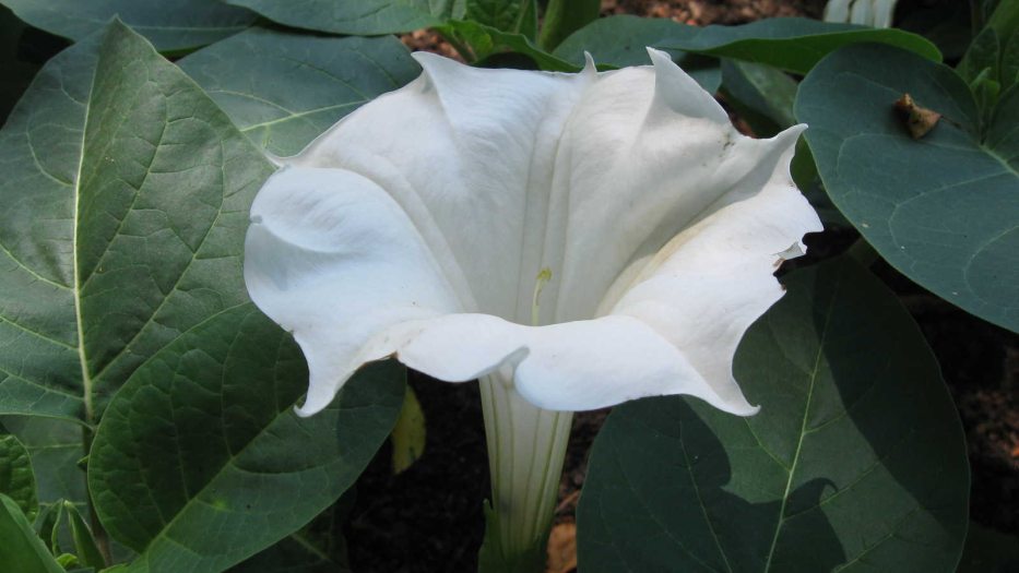 Downy thorn apple with white flower in bloom