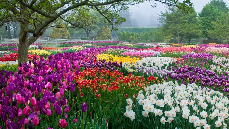 beds of tulips in a variety of colors 