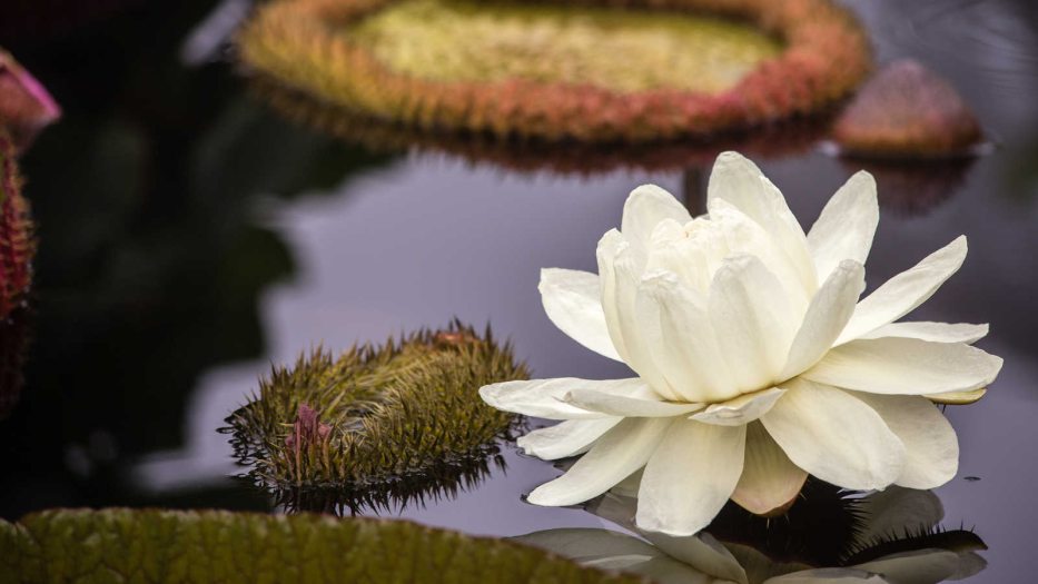 close up of a Victoria while waterlily