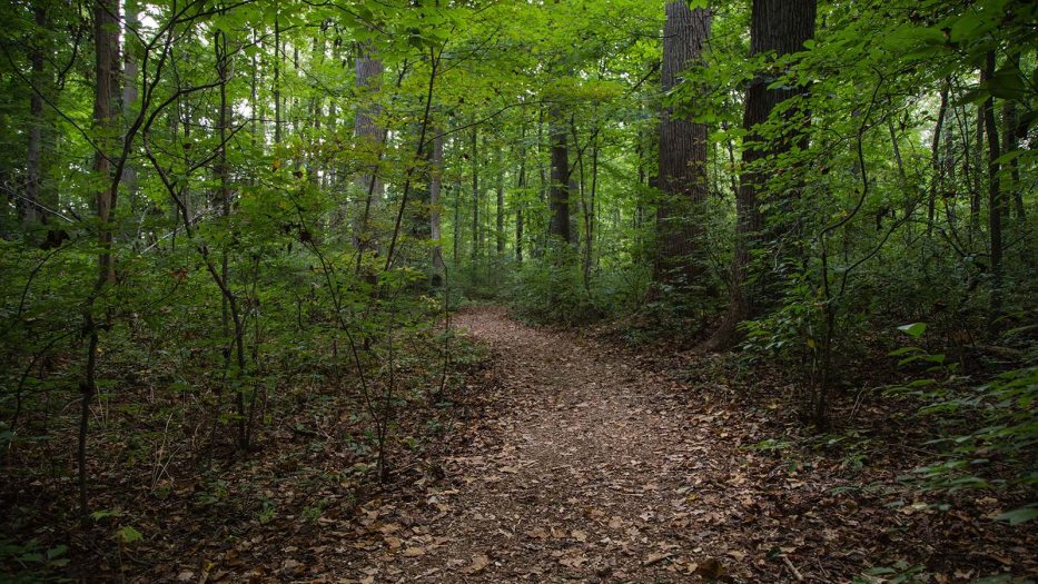 a leaf covered forest path