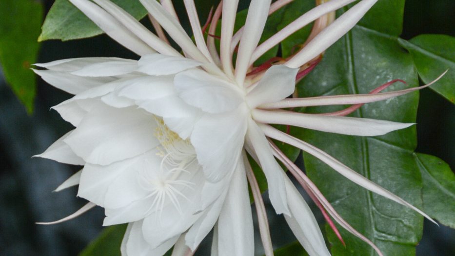 close up a night-blooming cactus flower