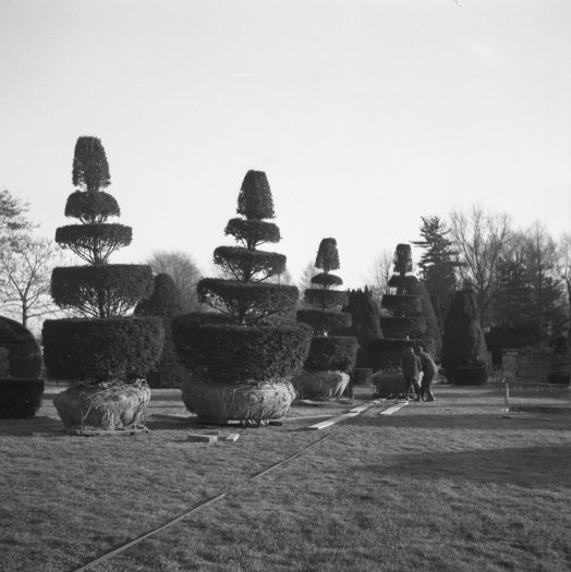 A line of unplanted topiary trees sculpted into five sections sit atop a grassy area