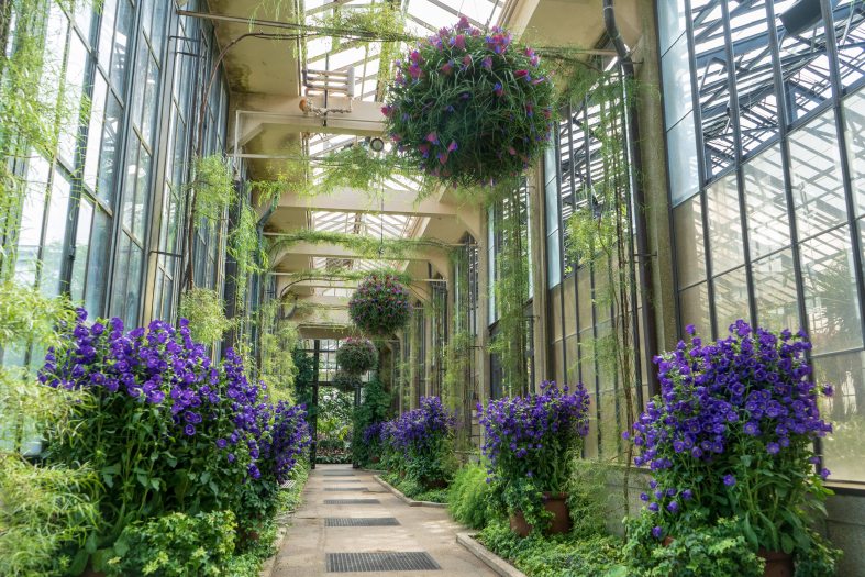 Purple flowers in concrete planters covered in green leaves line a long passageway with purple and green hanging baskets under glass in a Conservatory