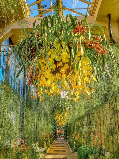 A hanging basket of yellow and green orchid plants hangs under glass in a Conservatory in a long hallway