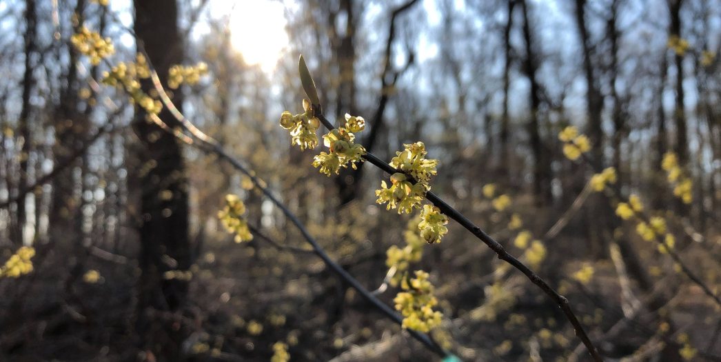 Yellow lindera benzoin plants hang on a short branch in a forest during spring