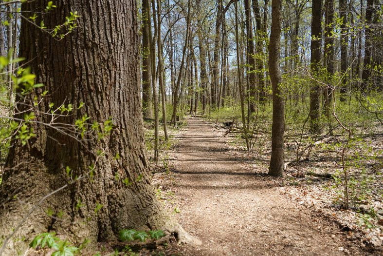 A dirt path winds through tall trees with small green leaves starting to grow during spring