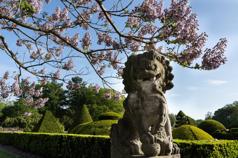 Pink blossoms adorn tree branches behind a gray food dog stone sculpture against green topiary and a blue sky