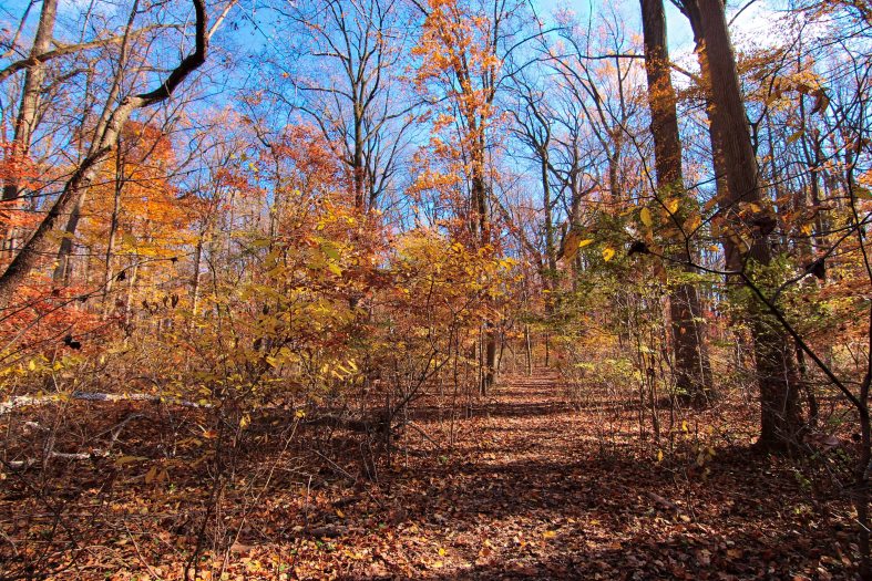 Orange, red, and yellow leaves hang on a forest of tress during autumn