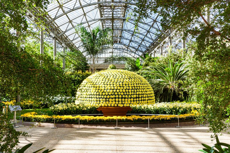 A large chrysanthemum plant of 1000 blooms is in a conservatory surrounded by green plants