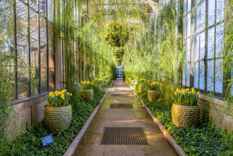 Yellow cinnamon wattle line the ceiling and sides of a long hallway in a glass Conservatory with concrete planters and hanging baskets
