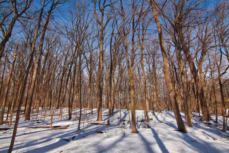 White snow covers the ground around tall, leafless trees on a winter day