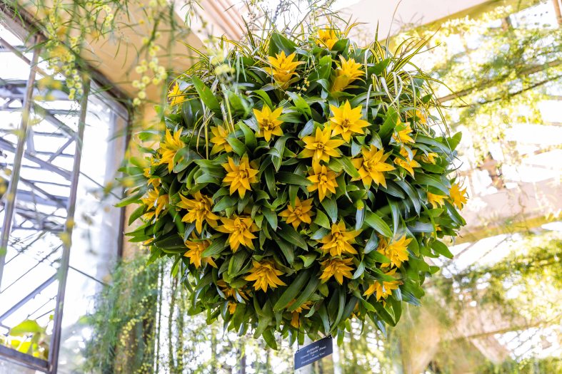 A hanging basket of yellow Guzmania and green leaves against a backdrop of glass in a Conservatory
