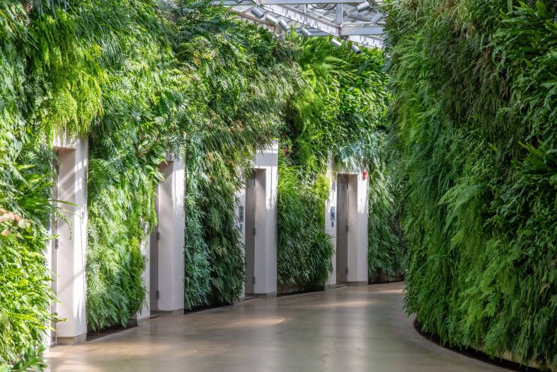 A luscious wall of green ferns and other plants lines a hallway of doors
