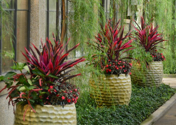 A row of three planters filled with reddish plants stand in a line down a long hallway