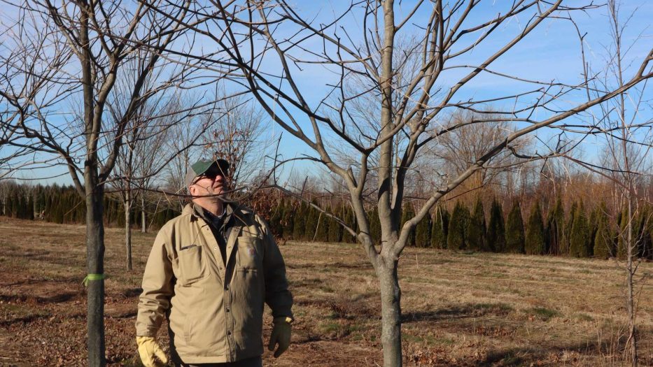 A person with green/gray cap and tan work jacket gazes up at bare branches of nursery trees