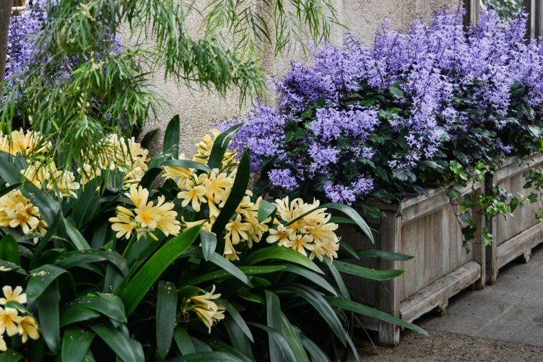 Yellow clivia bloom in a garden bed alongside a planter of purple flowers