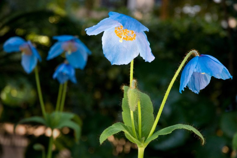 A blue poppy blooms with others in the distance