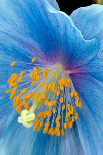 Close up of a blue poppy, blue flower with yellow seeds at its middle