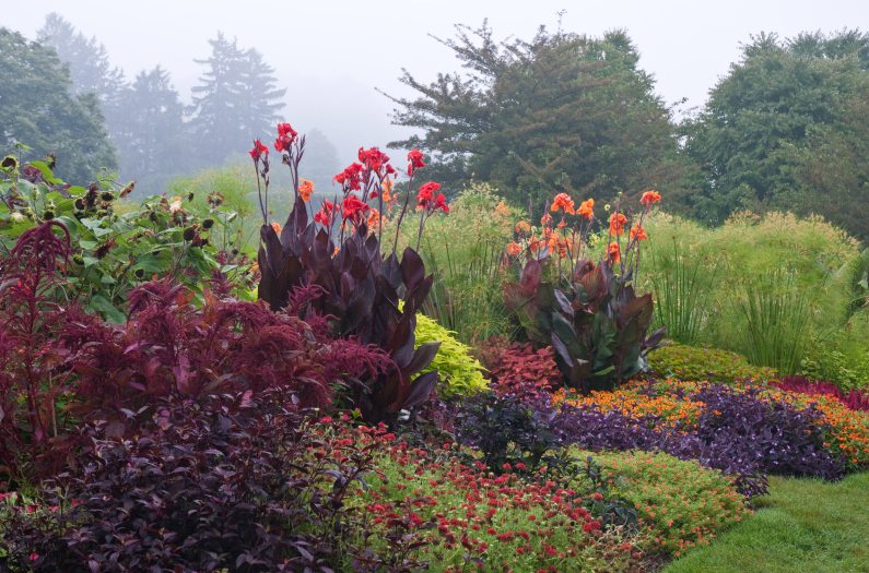Tall red and orange canna sprout up among other colorful garden beds on a misty morning