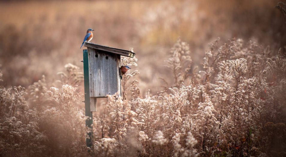 A small blue bird sits atop a wooden bird house in the middle of a light gold meadow bed of plants