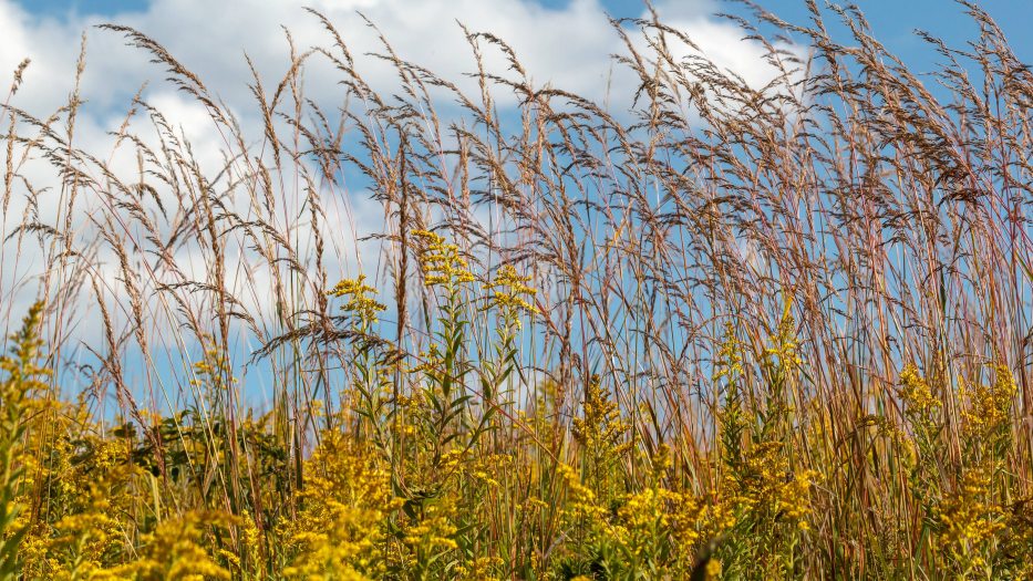A line of yellow plants in a meadow garden sits under a blue sky with clouds