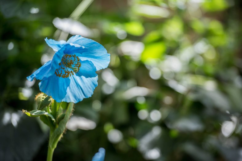 A blue poppy blooms among green leaves