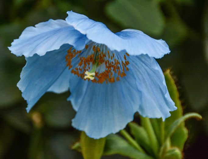 Close up of a blue poppy with a yellow center among green leaves