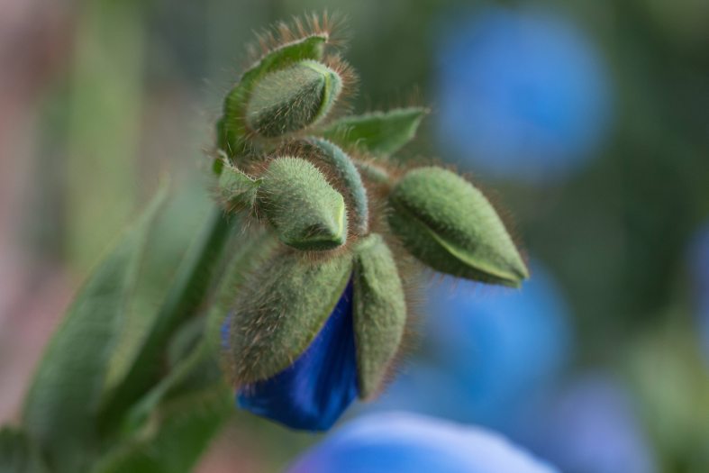 A blue poppy begins to blooms surrounded by other unbloomed buds 