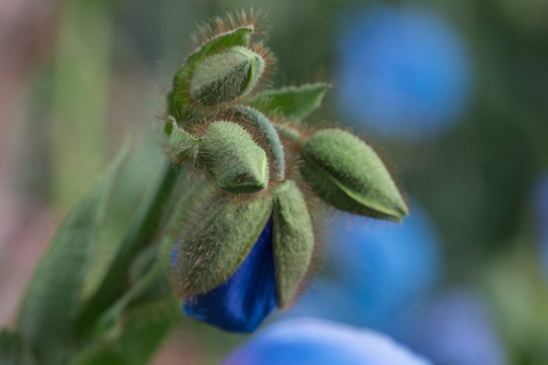 A blue poppy begins to blooms surrounded by other unbloomed buds