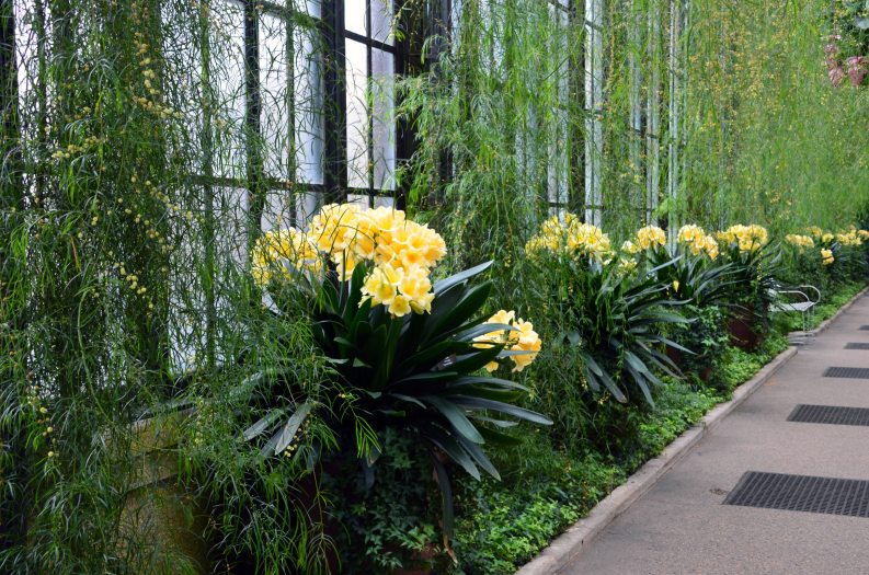Bunches of bright yellow clivia bloom in pots along a long walkway