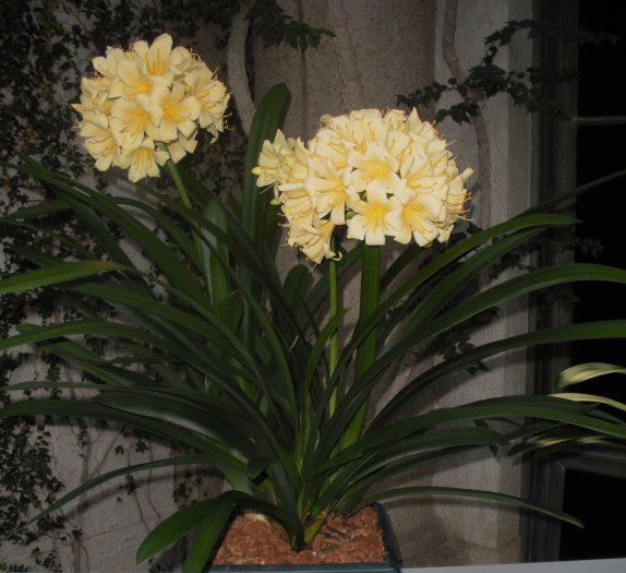 Two bunches of tall yellow clivia bloom in a pot