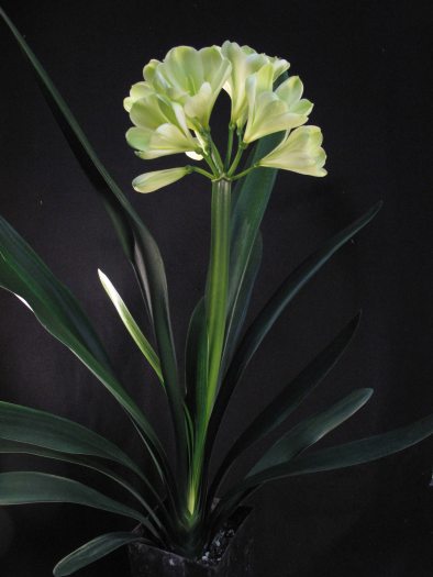 A single tall pale yellow clivia blooms with many green leaves sprouting out from its sides