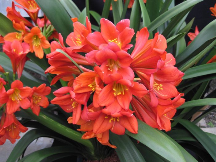 A bunch of bright red-orange clivia bloom among green leaves